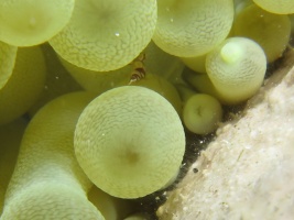 47 Squat Anemone Shrimp (less than 1-4 inch long) IMG 4125